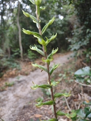 Eltroplectris triloba