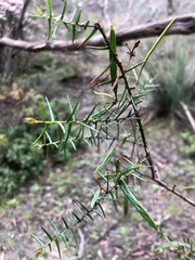 Acacia rupicola