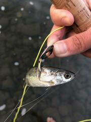 Richardsonius balteatus