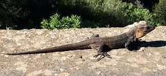 Gallotia stehlini