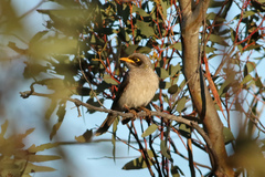 Black-Eared Miner photo 2