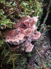 Gloiodon occidentalis