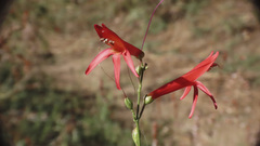 Penstemon labrosus