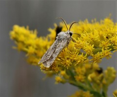 Solidago nemoralis