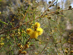 Acacia pilligaensis