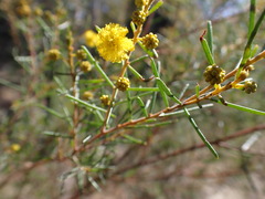 Acacia pilligaensis