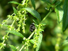 Melissodes leprieuri