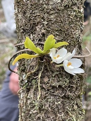 Sarcochilus falcatus