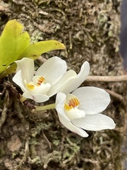 Sarcochilus falcatus