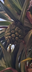 Pandanus