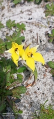 Caladenia flava flava