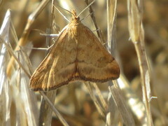 Pyrausta subsequalis