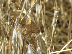 Pyrausta subsequalis