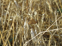 Pyrausta subsequalis