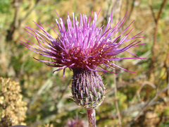 Cirsium hydrophilum hydrophilum