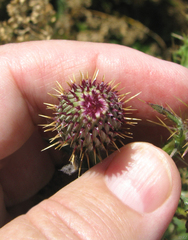 Cirsium hydrophilum hydrophilum