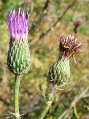 Cirsium hydrophilum hydrophilum