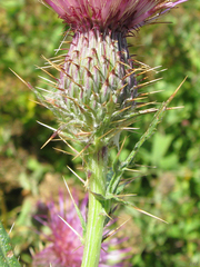 Cirsium hydrophilum hydrophilum