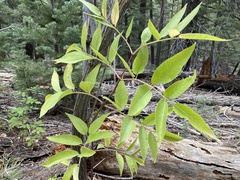 Sambucus cerulea
