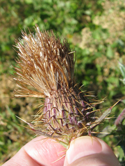 Cirsium hydrophilum hydrophilum