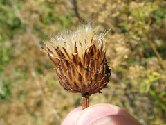Cirsium hydrophilum hydrophilum