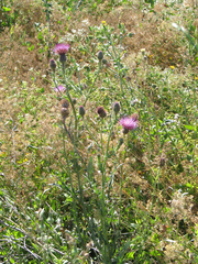 Cirsium hydrophilum hydrophilum
