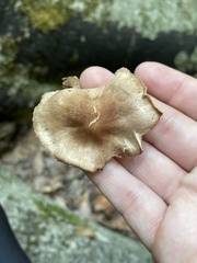 Collybiopsis dichroa