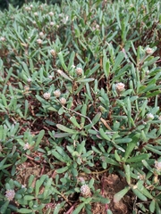 Blutaparon portulacoides