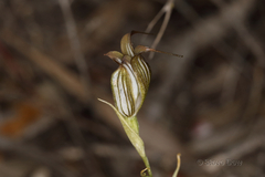 Pterostylis recurva