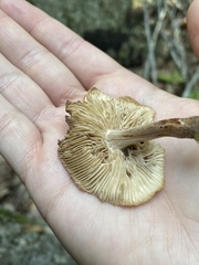 Collybiopsis dichroa