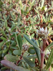 Blutaparon portulacoides