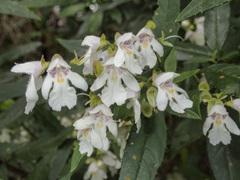 Prostanthera lasianthos