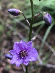 Arthropodium