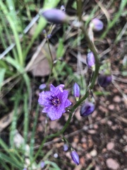 Arthropodium