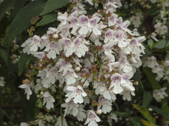 Prostanthera lasianthos