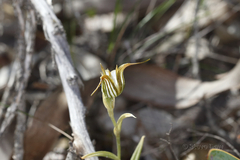Pterostylis recurva