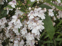 Prostanthera lasianthos