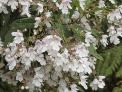 Prostanthera lasianthos