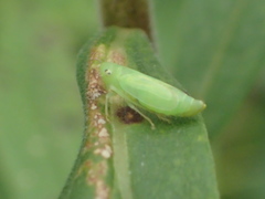 Neocoelidia tumidifrons