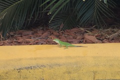 Anolis carolinensis