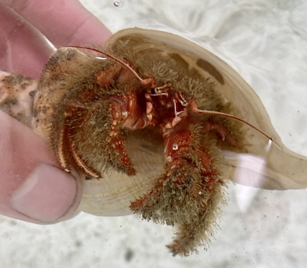 Paguristes turgidus