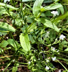 Valeriana dubia