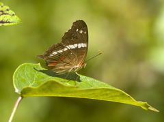 Anartia fatima