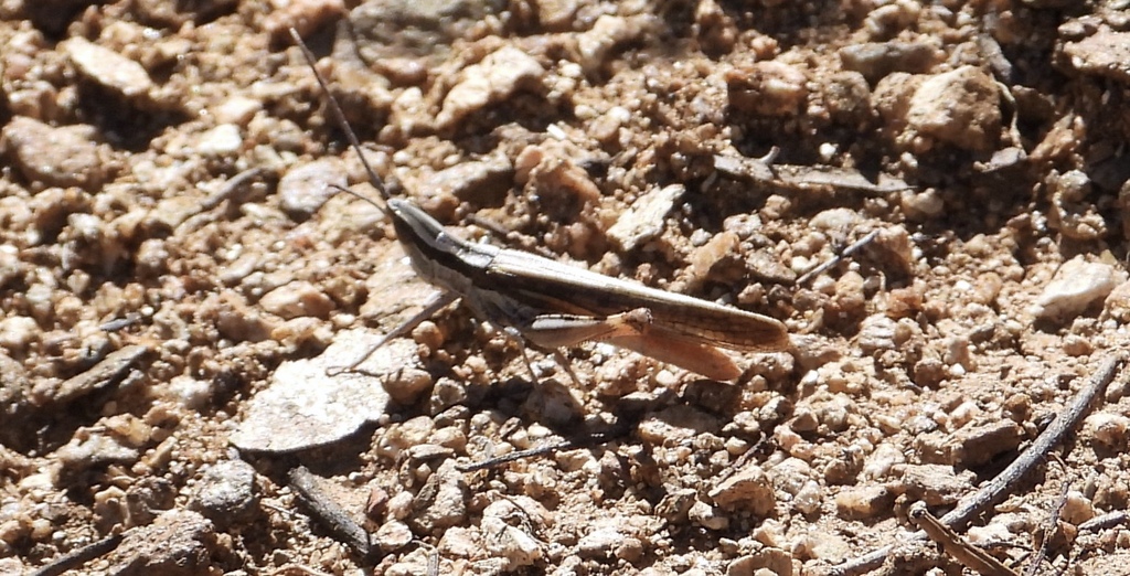 Texas Mermiria