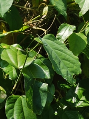 Erythropalum scandens