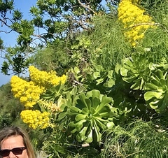 Aeonium arboreum image