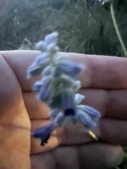 Salvia azurea