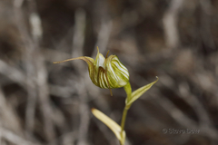 Pterostylis recurva