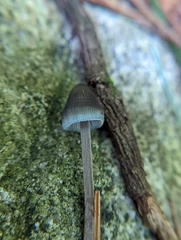 Mycena subcaerulea