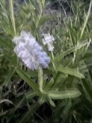 Salvia azurea